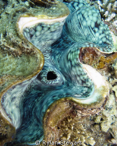 A close up of a Giant Clam by Rylan Stewart 